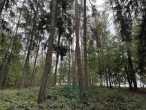 Prodej lesa, Chrášťany, 9048 m2