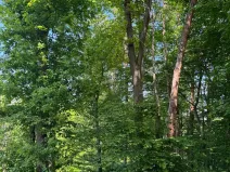 Prodej lesa, Vranov, 4583 m2