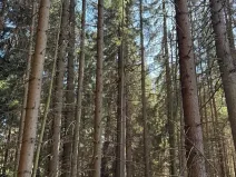 Prodej podílu pozemku, Studená, 18432 m2