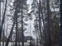 Prodej lesa, Kojčice, 1102 m2