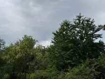 Prodej lesa, Temelín, 6256 m2