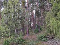 Prodej lesa, Nečín, 44533 m2