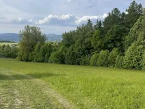 Dražba lesa, Vidče, 12993 m2