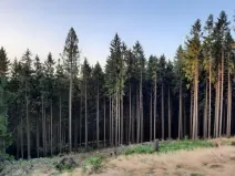 Prodej podílu lesa, Nový Hrádek, 10796 m2