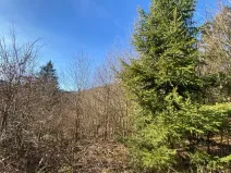 Dražba lesa, Ústí nad Labem, 11769 m2