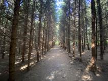 Prodej lesa, Lánov - Horní Lánov, 15996 m2