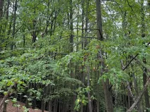 Prodej lesa, Nové Hrady, 5524 m2