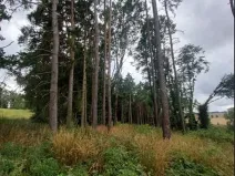 Prodej lesa, Pelhřimov, 1222 m2
