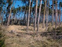 Prodej lesa, Číchov, 7090 m2