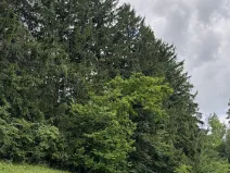 Prodej pozemku, Český Dub, 19364 m2