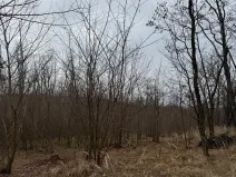 Prodej podílu lesa, Lesonice, 1518 m2