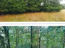 Prodej lesa, Okrouhlá Radouň, 2772 m2