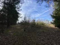 Prodej lesa, Veliny, 4968 m2