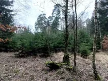 Prodej lesa, Morašice, 11313 m2