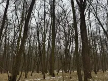 Prodej lesa, Přerov nad Labem, 2268 m2