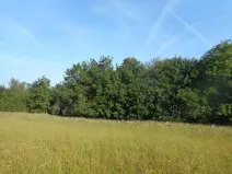 Prodej lesa, Meziříčko, 4066 m2