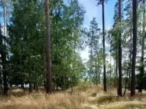 Prodej lesa, Červená Řečice, 308 m2
