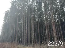 Prodej lesa, Dívčí Kopy, 3000 m2
