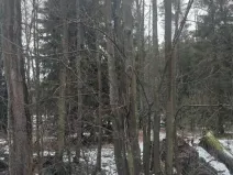 Prodej lesa, Dívčí Kopy, 1620 m2