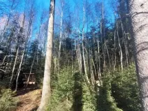 Prodej lesa, Čáslavsko, 2306 m2