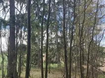 Prodej lesa, Žirovnice, 1258 m2