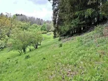Prodej lesa, Bečov nad Teplou, 11646 m2