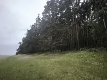 Prodej lesa, Čečelice, 21226 m2