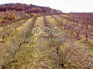 Prodej sadu/vinice, Roudnice nad Labem, 12057 m2
