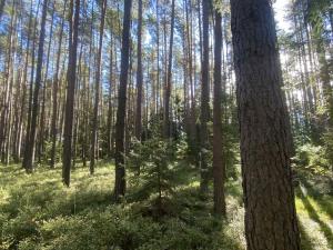 Prodej lesa, Žíšov, 2890 m2