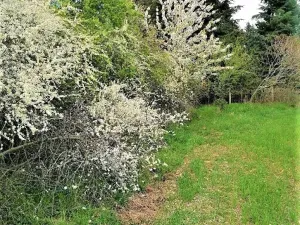 Prodej zahrady, Mníšek pod Brdy, 77 m2