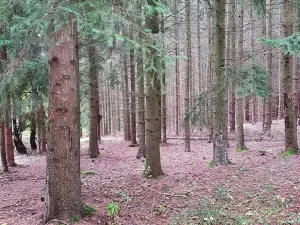 Prodej podílu lesa, Bušanovice, 17 m2