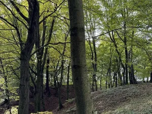 Prodej lesa, Bohumín, 12496 m2