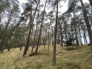 Prodej lesa, Břežany, 1297 m2