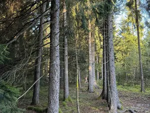 Prodej lesa, Ločenice, 48885 m2