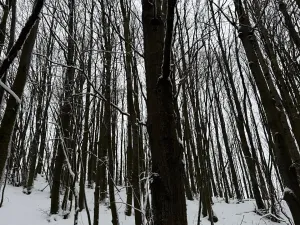 Prodej lesa, Starý Jičín, 12582 m2
