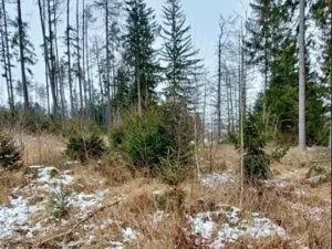 Prodej lesa, Počátky, 546 m2