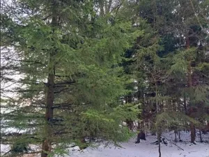 Prodej lesa, Kamenice nad Lipou, 4523 m2