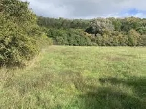 Dražba pole, Staňkovice, 1500 m2
