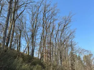 Prodej lesa, Klášter Hradiště nad Jizerou, 10038 m2