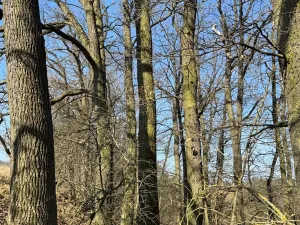 Prodej lesa, Klášter Hradiště nad Jizerou, 10038 m2