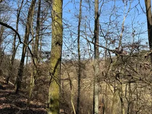 Prodej lesa, Klášter Hradiště nad Jizerou, 10038 m2