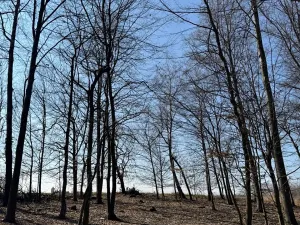 Prodej lesa, Horní Bukovina, 7867 m2