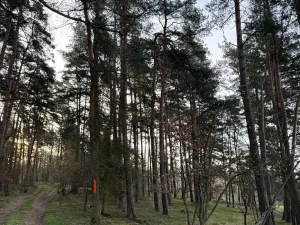 Prodej podílu lesa, Čistá, 878 m2