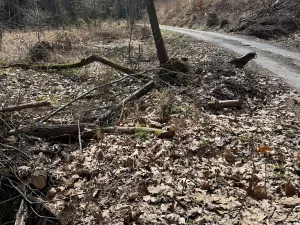 Prodej lesa, Ledeč nad Sázavou, 3240 m2