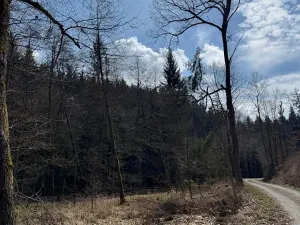 Prodej lesa, Ledeč nad Sázavou, 3240 m2