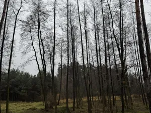 Prodej pozemku, Veliny, 16991 m2