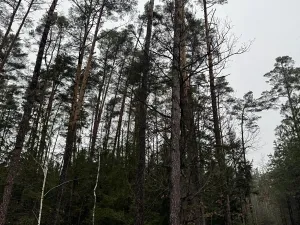 Prodej pozemku, Veliny, 16991 m2