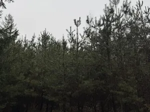 Prodej pozemku, Veliny, 16991 m2