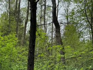 Prodej lesa, Bednáreček, 19864 m2
