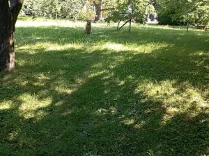 Prodej chaty, Brandýsek, 25 m2